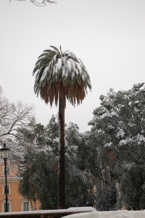 Snow capped palm tree